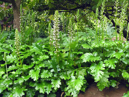 Acanthus Mollis